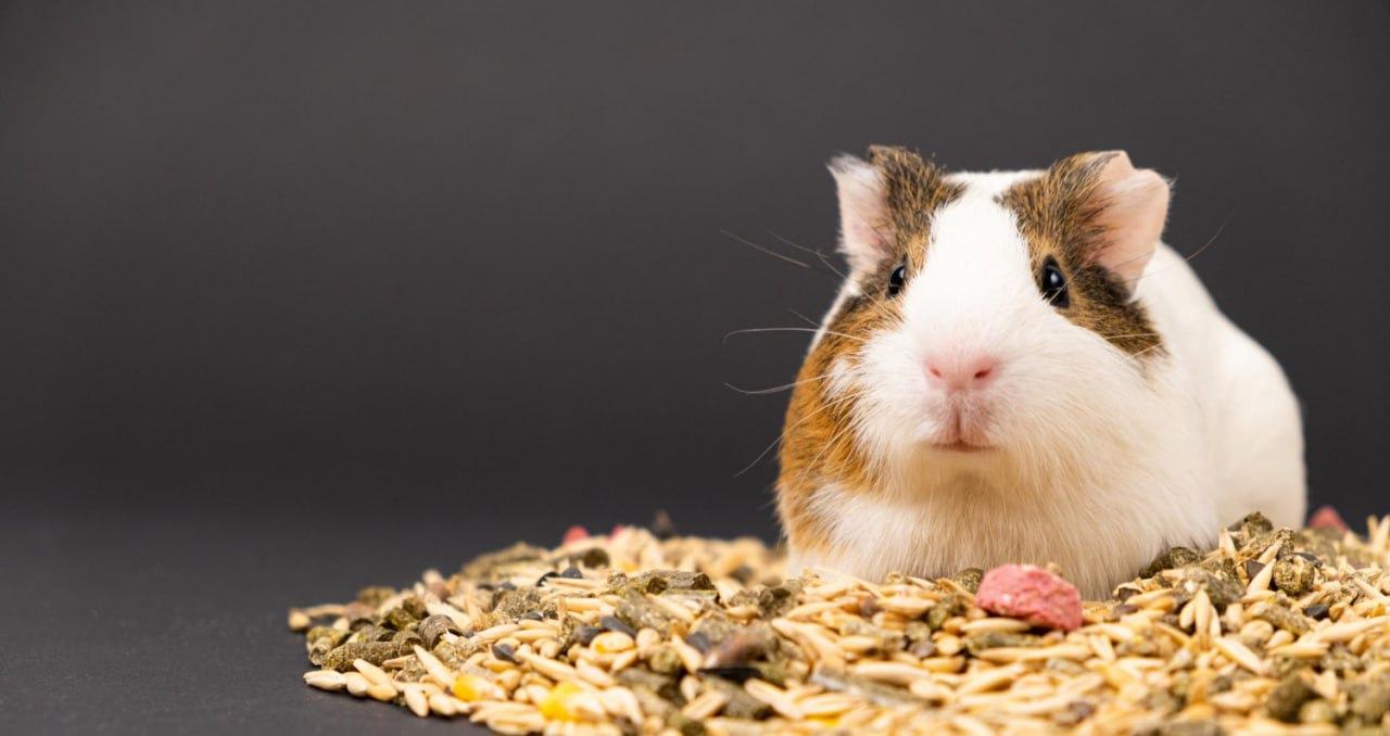 Grizun Food: Pet Care in Every Pellet